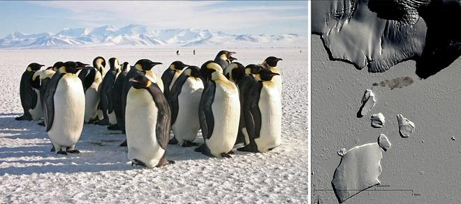 New research using satellite images reveals that emperor penguins are more willing to relocate than previously thought. © Michelle LaRue, Unversity of Minnesota