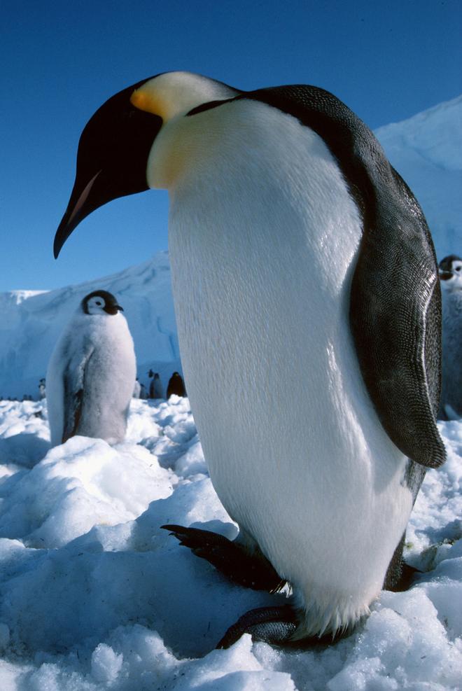 Emperor penguin with chicks on sea ice. © Pete Bucktrout, British Antarctic Survey