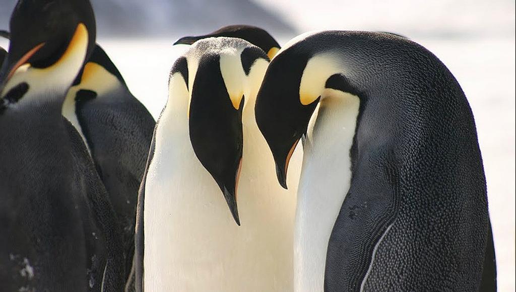 New research using satellite images reveals that emperor penguins are more willing to relocate than previously thought. © Michelle LaRue, Unversity of Minnesota