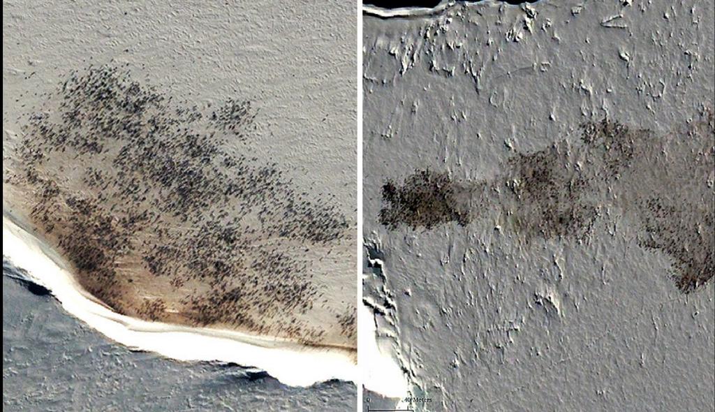 Satellite images of penguins. © Michelle LaRue, Unversity of Minnesota