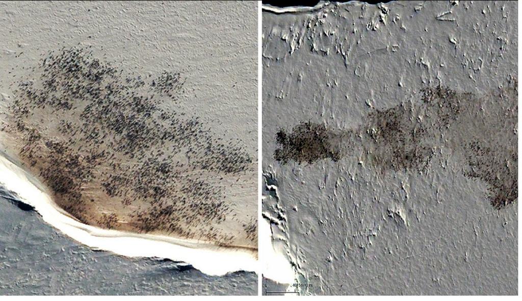 Satellite images of penguins. © Michelle LaRue, Unversity of Minnesota