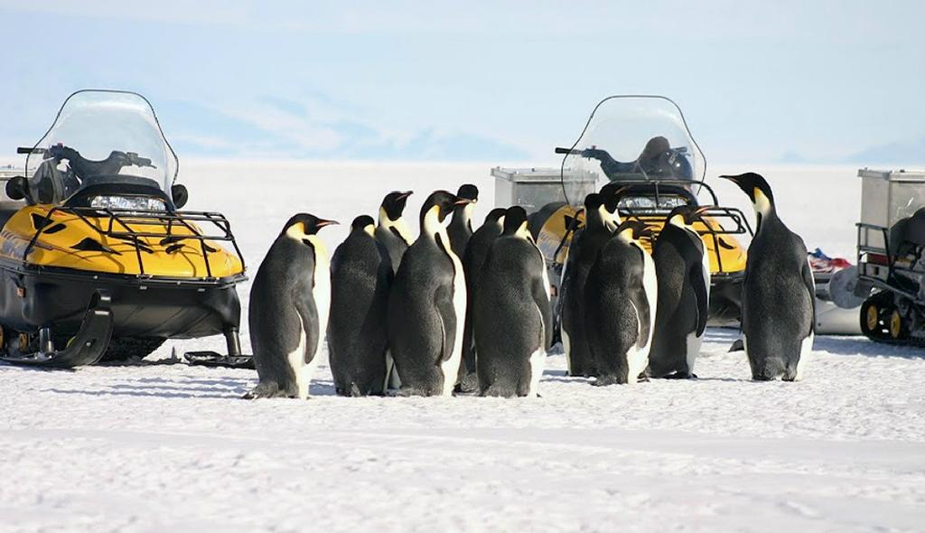 New research using satellite images reveals that emperor penguins are more willing to relocate than previously thought. © Michelle LaRue, Unversity of Minnesota