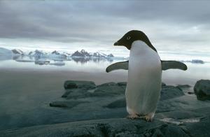 An Adelie penguin on Rothera Point, Antarctic Peninsula. - Rise and fall of prehistoric penguin populations charted photo copyright British Antarctic Survey http://www.antarctica.ac.uk taken at  and featuring the  class