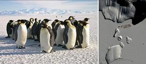 9 - New research using satellite images reveals that emperor penguins are more willing to relocate than previously thought photo copyright Michelle LaRue, Unversity of Minnesota taken at  and featuring the  class