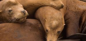 Scientists are using material shed into the environment by animals to survey biological communities.  - New tool offers near real-time info about marine species photo copyright Robert Kennedy taken at  and featuring the  class