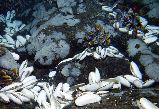 Six iconic animals from Alvin’s visits to seafloor vents: Scientists were astonished to see huge clams living at a depth where they thought no large life could exist. The giant white vent clams (Calyptogena magnifica), reaching up to a foot long, were first seen in 1977 at the Galápagos Rift in the Pacific Ocean.  © Woods Hole Oceanographic Institution (WHOI) http://www.whoi.edu/