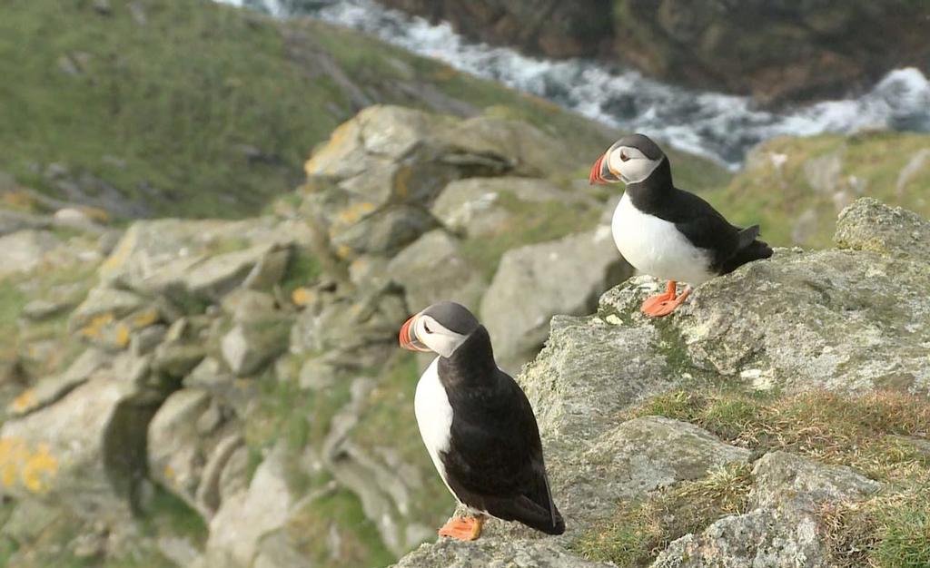 Puffins © Paul and Sheryl Shard http://www.distantshores.ca/