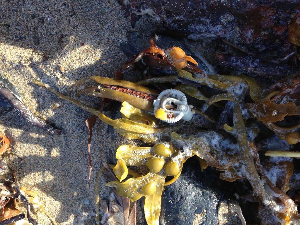 This Lego scuba tank washed up at Perranporth on July 14, 2014. © Tracey Williams https://www.facebook.com/LegoLostAtSea/