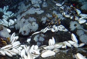 Six iconic animals from Alvin’s visits to seafloor vents: Scientists were astonished to see huge clams living at a depth where they thought no large life could exist. The giant white vent clams (Calyptogena magnifica), reaching up to a foot long, were first seen in 1977 at the Galápagos Rift in the Pacific Ocean. - Alvin's Animals photo copyright Woods Hole Oceanographic Institution (WHOI) http://www.whoi.edu/ taken at  and featuring the  class