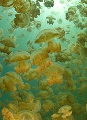 Golden jellyfish (Mastigias) in Jellyfish Lake, Palau. photo copyright University of Southampton taken at  and featuring the  class