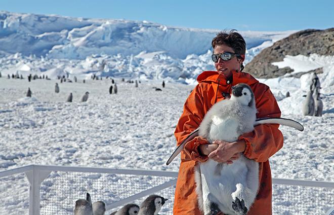 WHOI biologist Stephanie Jenouvrier, seen here holding a young Emperor penguin, invited biologists, climate scientists, conservationists, and policy experts to a Morss Colloquium in May to discuss issues related to management of polar ecosystems.  © Courtesy of Stephanie Jenouvrier