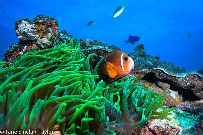2 - Clownfish © Tayne Sinclair-Taylor