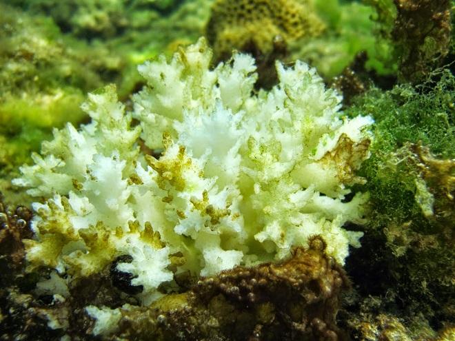Example of a bleached coral colony in Dongsha Atoll - Helen Reef © T. De Carlo