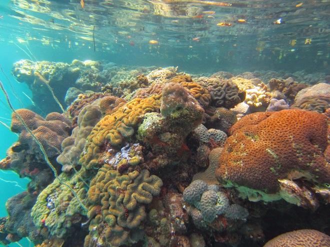 Corals in Nikko Bay, Palau © H. Barkley