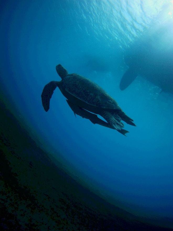 S/Y from below - Fascinating opportunity with OceansWatch © Chris Bone