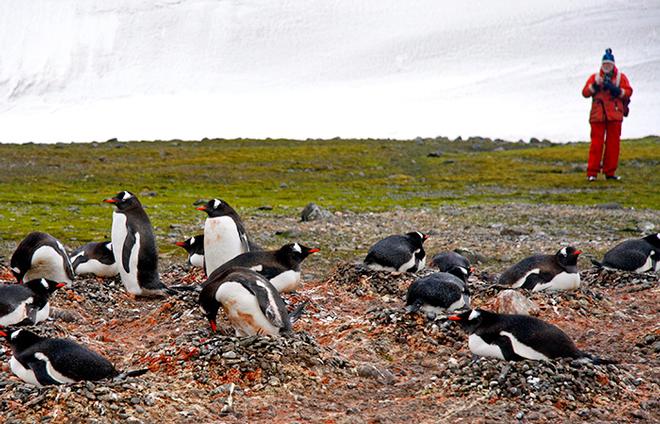 Algae grow on the underside of sea ice. As ice cover shrinks, so does the crop of algae, which affects all the animals that depend on algae for their sustenance. One of those is krill, the small red crustaceans that are favorite prey of many penguins and whales. Here, evidence of a krill-heavy diet is obvious around the nests of a Gentoo penguin colony. © Melissa Patrician, WHOI