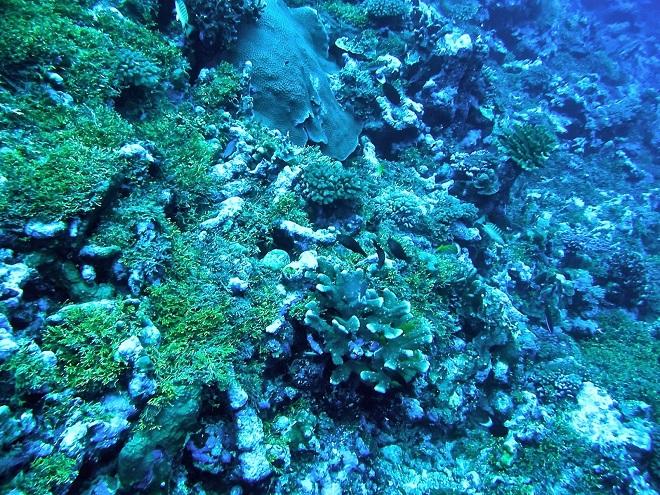Corals at Helen Reef © H. Rivera