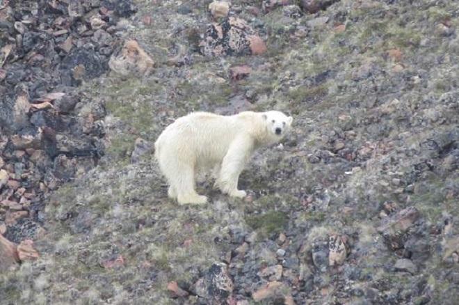 Polar bear sighting - Blue Planet Odyssey  © Cornell Sailing Events