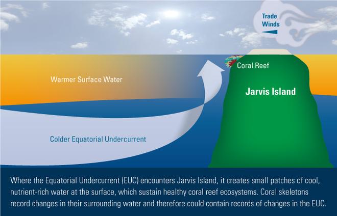 Coral-Current Connections. © Eric S. Taylor, WHOI Graphic Services