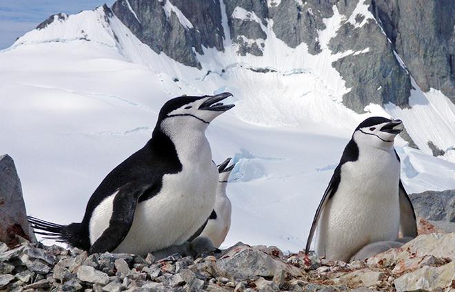 Chinstrap penguins rely heavily on krill. These chinstraps are panting to cool off on a relatively warm Antarctic day.  © Michael Polito, WHOI