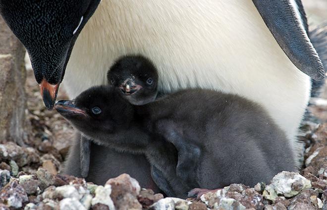 An Adélie parent feeds its chicks. WHOI scientist Scott Doney studies a population of Adélie penguins that has declined precipitously in recent years.  © Chris Linder, WHOI