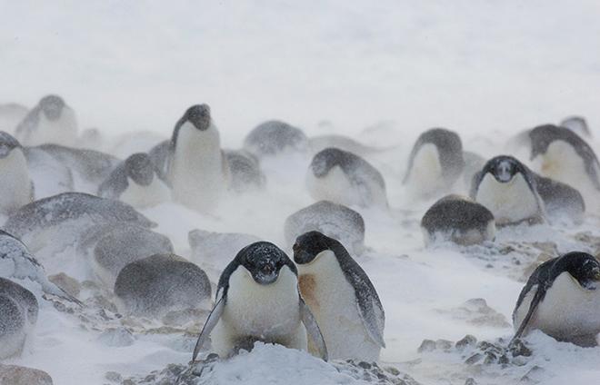 In some parts of Antarctica, sea ice is actually increasing, due to complex air-sea-ice interactions. While some colonies of Adélie penguins have crashed, others are thriving. Whether the healthy populations are big enough to sustain the whole species is not known, said WHOI biologist Stephanie Jenouvrier. © Chris Linder, WHOI