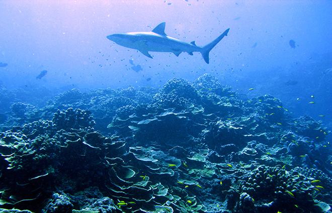 A shark wanders over a coral reef during diving and coring operations off Jarvis Island in the equatorial Pacific.  © Pat Lohmann, Woods Hole Oceanographic Institution