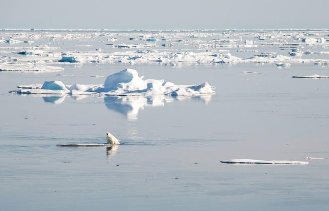 In addition to supporting algal growth, sea ice also provides resting places for polar bears, which range far from shore in their search for seals. With less ice, the bears may not be able to find enough prey or may not have a place to eat their dinner after they catch it. © Carolina Nobre, WHOI