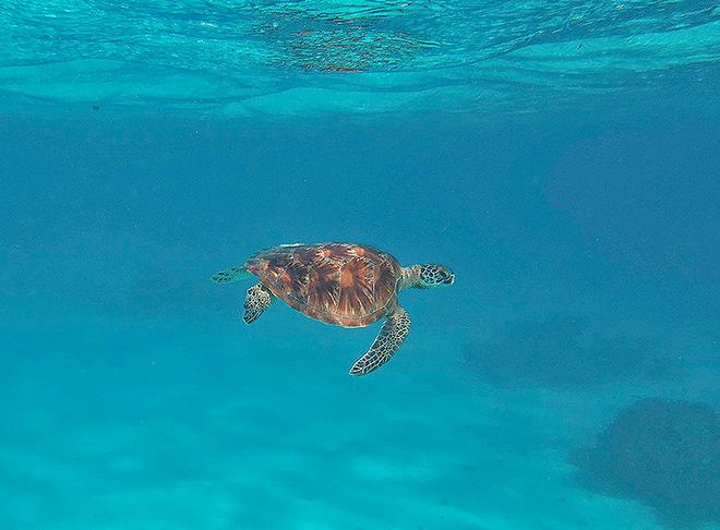 Turtle is just one species the crew of Biddy Hu II have been fortunate enough to see. © Paul Lindemann