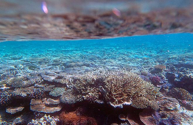 Underwater just as important to over the water for Biddy Hu II. © Paul Lindemann
