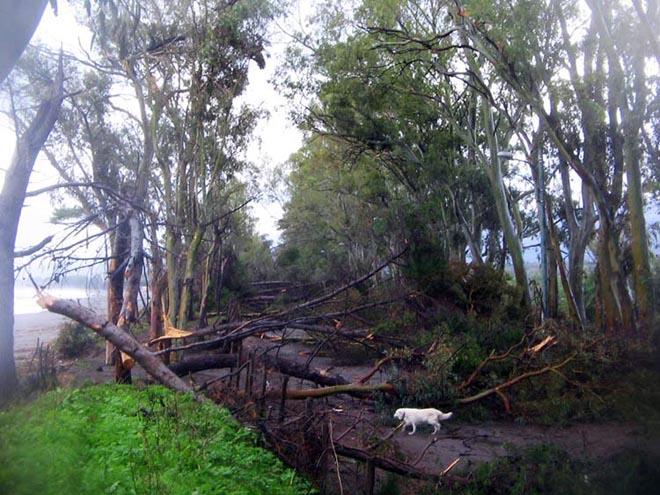 Figure 3. Wind damage at Calatabiano along the east coast of Sicily, Italy, from the November 7, 2014 Medicane. © Cosimo Manitta