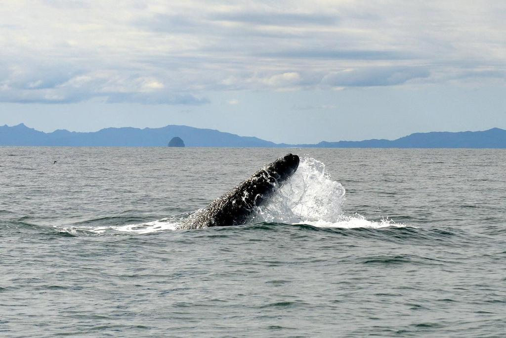 - Brydes Whale feeding Hauraki Gulf, August 2014 © Peter Idoine