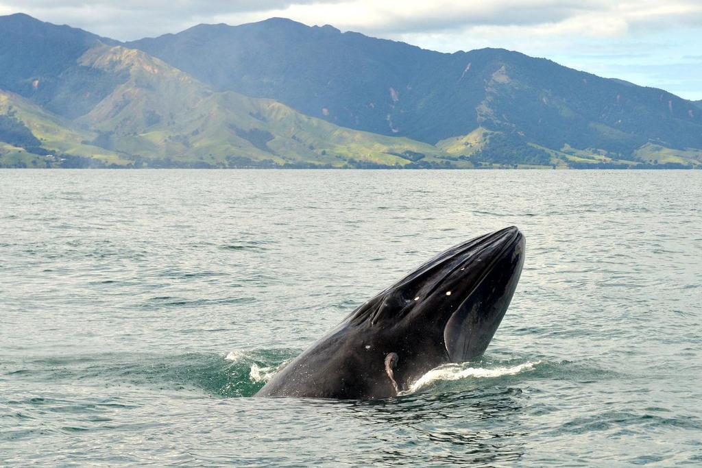  - Brydes Whale feeding Hauraki Gulf, August 2014 © Peter Idoine