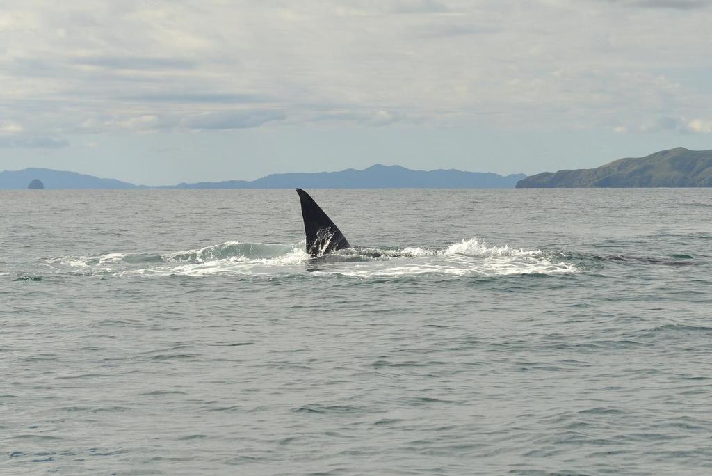  - Brydes Whale feeding Hauraki Gulf, August 2014 © Peter Idoine