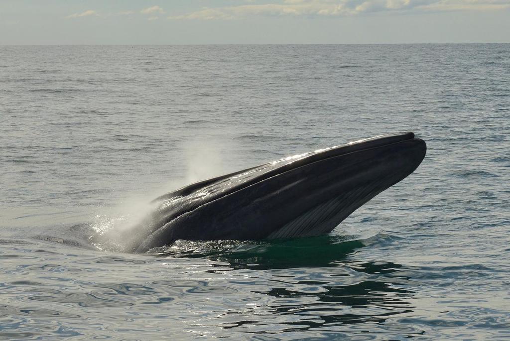 - Brydes Whale feeding Hauraki Gulf, August 2014 © Peter Idoine