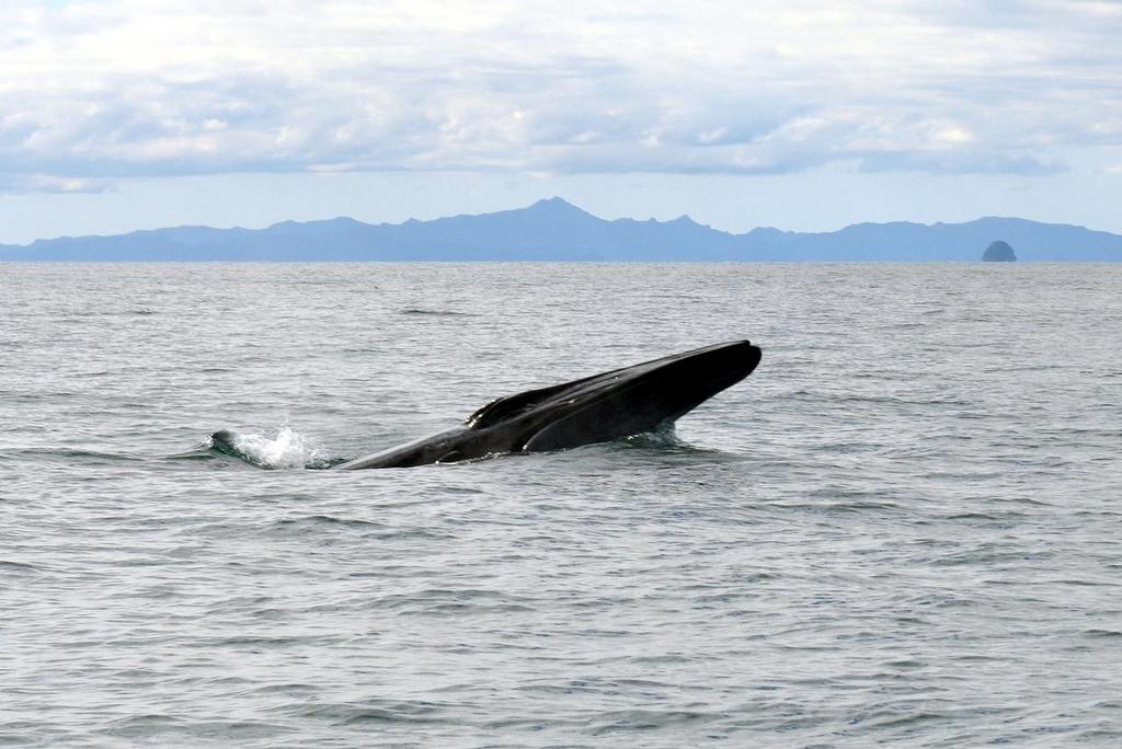  - Brydes Whale feeding Hauraki Gulf, August 2014 © Peter Idoine