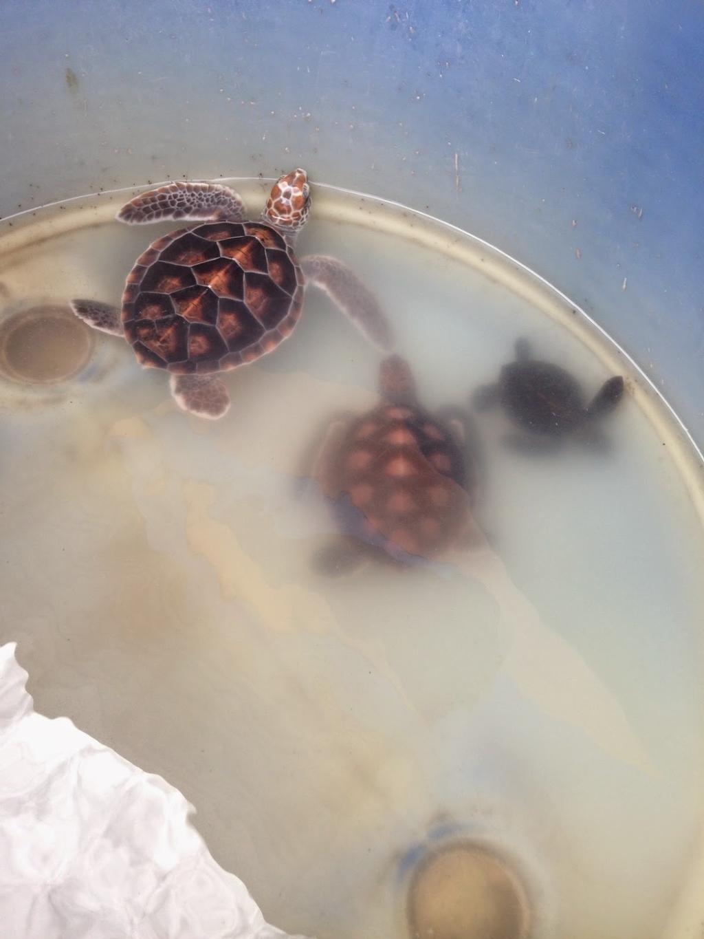 Turtle Nursery at Helen Reef © M. Kaplan