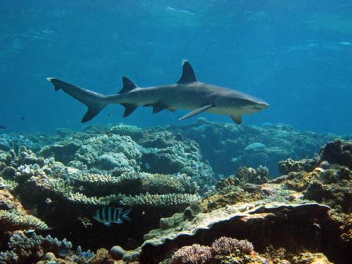 A reef shark, Great Barrier Reef.  © Australian Institute of Marine Science (AIMS) http://www.aims.gov.au/creefs