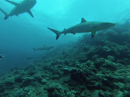 Sharks more abundant on healthy coral reefs © James Cook University http://cms.jcu.edu.au/