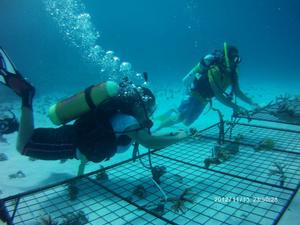 Coral gardening - Fascinating opportunity with OceansWatch photo copyright Chris Bone taken at  and featuring the  class