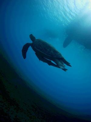 S/Y from below - Fascinating opportunity with OceansWatch photo copyright Chris Bone taken at  and featuring the  class