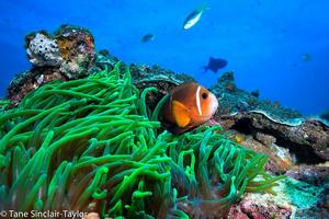 2 - Clownfish photo copyright Tayne Sinclair-Taylor taken at  and featuring the  class