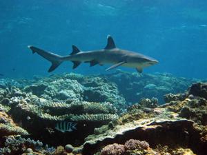a reef shark, Great Barrier Reef. photo copyright Australian Institute of Marine Science (AIMS) http://www.aims.gov.au/creefs taken at  and featuring the  class