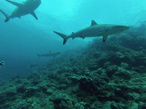 Sharks more abundant on healthy coral reefs photo copyright James Cook University http://cms.jcu.edu.au/ taken at  and featuring the  class