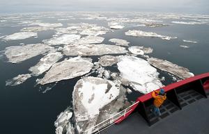 Polar regions are showing greater effects from climate change than any other regions on Earth. One of the biggest impacts is the reduction in sea ice&mdash;thinner ice is covering a smaller area for a shorter time each year. The loss of ice threatens organisms whose lifestyles depend on it, ranging from algae at the bottom of the food chain to polar bears at the top. photo copyright Chris Linder, WHOI taken at  and featuring the  class