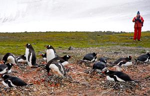 Algae grow on the underside of sea ice. As ice cover shrinks, so does the crop of algae, which affects all the animals that depend on algae for their sustenance. One of those is krill, the small red crustaceans that are favorite prey of many penguins and whales. Here, evidence of a krill-heavy diet is obvious around the nests of a Gentoo penguin colony. photo copyright Melissa Patrician, WHOI taken at  and featuring the  class