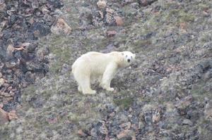 Polar bear sighting - Blue Planet Odyssey photo copyright Cornell Sailing Events taken at  and featuring the  class