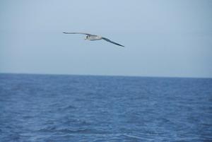 Sea bird en route to Lagos photo copyright Edward Cohen taken at  and featuring the  class