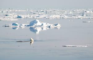 In addition to supporting algal growth, sea ice also provides resting places for polar bears, which range far from shore in their search for seals. With less ice, the bears may not be able to find enough prey or may not have a place to eat their dinner after they catch it. photo copyright Carolina Nobre, WHOI taken at  and featuring the  class