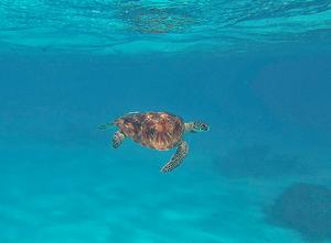 Turtle is just one species the crew of Biddy Hu II have been fortunate enough to see. photo copyright Paul Lindemann taken at  and featuring the  class